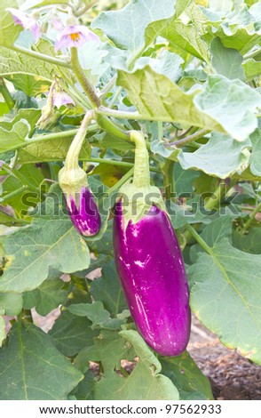 Aubergine, Eggplant. Eggplant with non-toxic natural pesticides.