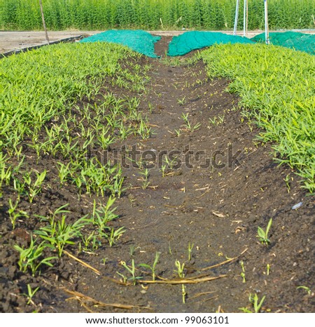 Conversion of vegetable seedlings planted in rows as well.