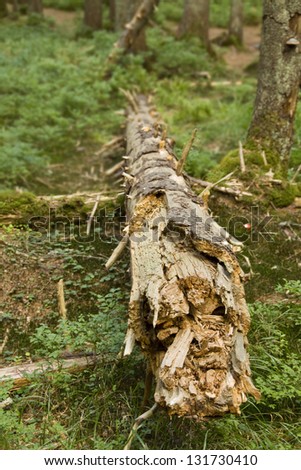 destroyed tree in forest after storm