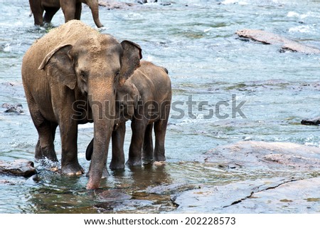 Elephant mom and baby in the river, Pinawala Sri Lanka