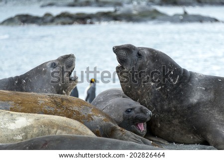 Elephant seals fighting or playing, South Georgia, Antarctica