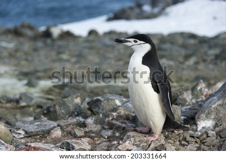Chinstrap penguin on rocks, Half Moon Bay, Antarctica