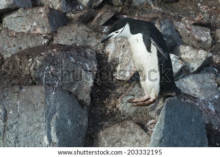Chinstrap penguin within jump from rock, Half Moon Bay, Antarctica