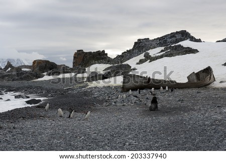 Rotten wooden boat surrounded by chinstrap penguins and a fur seal, Half moon bay, Antarctica