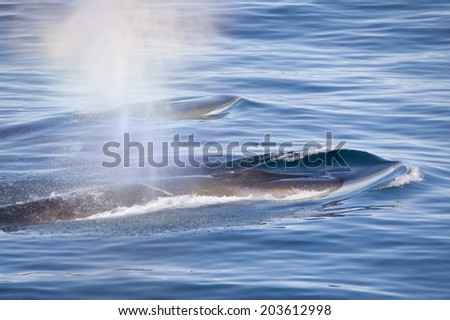 Fin Whale, exhaling air, Greenland, Arctic