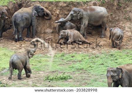 Asian Elephant playing with mud, Sri Lanka