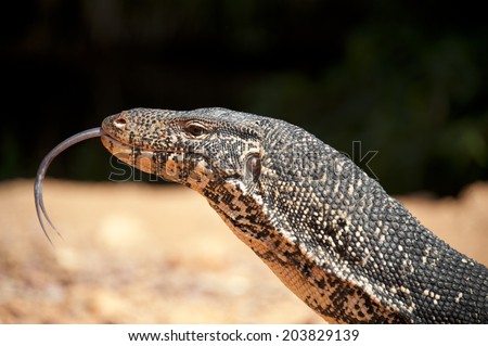 Water monitor lizard with tongue and small neck (Varanus salvator),Sri Lanka