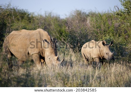 Mother and Baby Rhino, South Africa