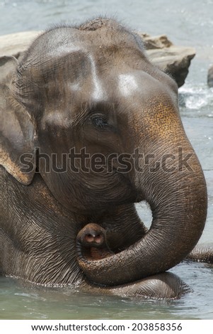 Asian Elephants taking a bath, Sri Lanka