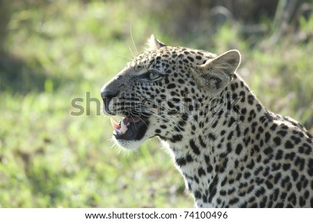 Leopard with mouth open