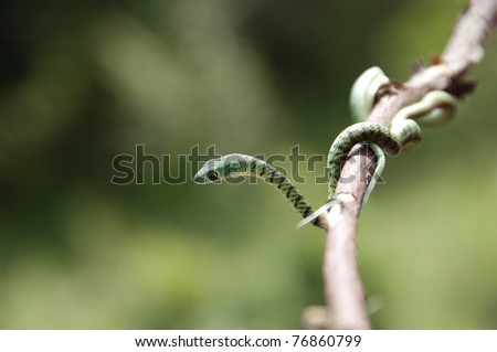 African Tree Snake