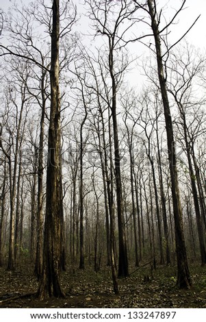 dry Teak trees at agricultural forest in winter