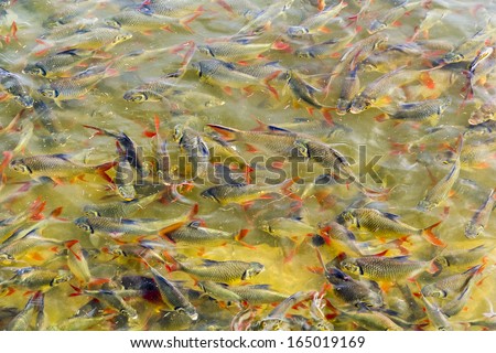 feeding the fish in the pond fish farms