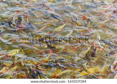 feeding the fish in the pond fish farms