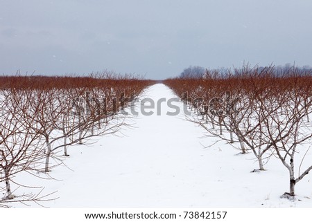 One of the dozens of wineries in the region of Niagara on the Lake, Ontario, seen in the winter when the grapes have already been harvested and snow covers the ground.