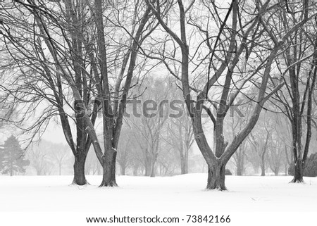 Black And White Pics Of Trees. stock photo : Black and White