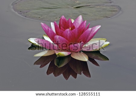Beautiful pink lotus fllower reflected in the still water of a pond with a large lily pad leaf behind