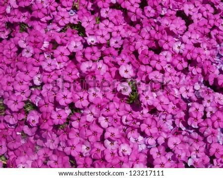 violet pink flowers