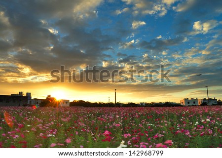 a sea of flowers in sunset