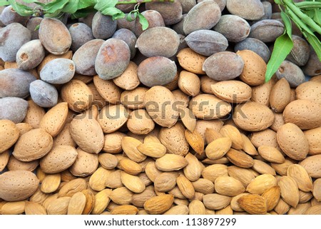 newly harvested and bare almonds