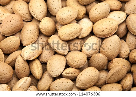 newly harvested almonds of the tree