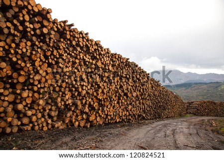 trees felled and stored for the industry