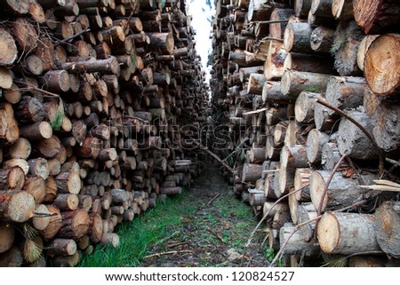 trunks felled and piled up for the industry