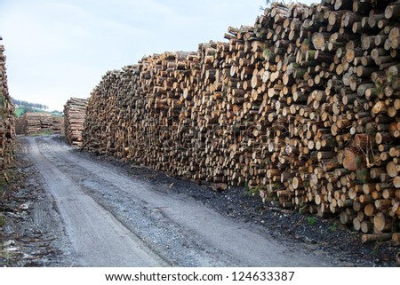 trunks felled and piled up for the industry