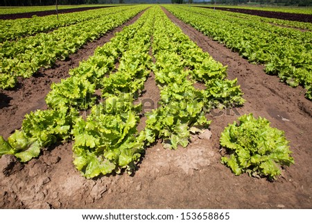 cultivated lettuces field Roman in ruts