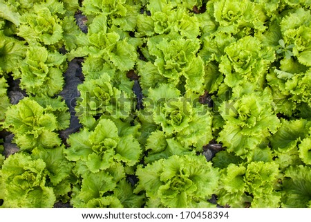 Roman lettuce in a greenhouse culture