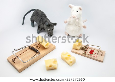 mice and rat-traps with cheese on white background