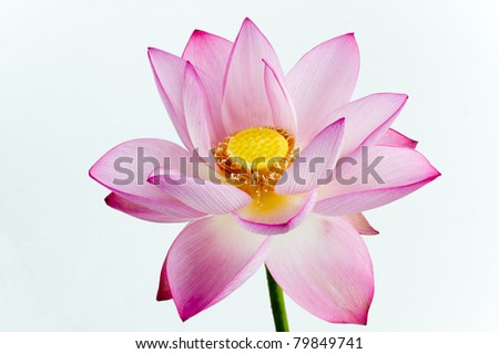 National Lotus Flower
