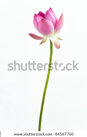Pink water lily flower (lotus) and white background. The lotus flower (water lily) is national flower for India. Lotus flower is a important symbol in Asian culture. - stock photo