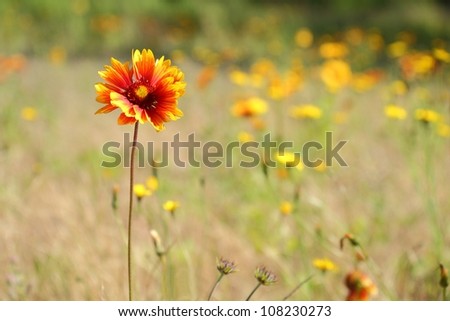 Sundance, Firewheel or Indian Blanket Flower. Sundance flower in a meadow. This flower is also known as Fire Wheel flower, and Indian Blanket flower. It is the State Wildflower of Oklahoma.