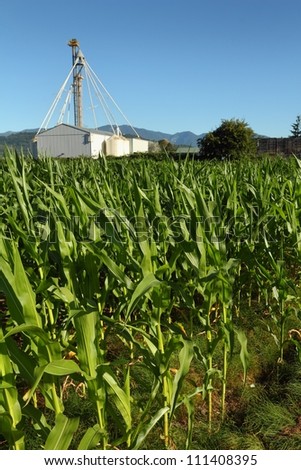 Corn Field, Grain Building Background. A grain building behind a green corn field.