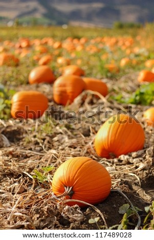 Autumn Pumpkin Patch. A pumpkin patch ready to be harvested in Keremeos, British Columbia in the Similkameen Valley, Canada.