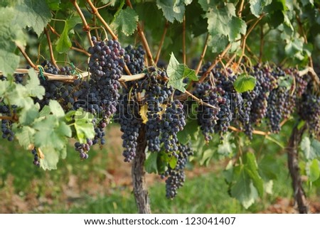 Wine Grapes on the Vine. Purple grapes hang on the vine ready for harvest.