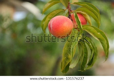 Fresh Peach on Tree. Fresh, ripe peaches on a tree.