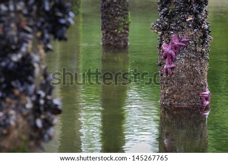Low Tide Pier. Purple starfish and mussels cling to pilings under a pier at low tide.