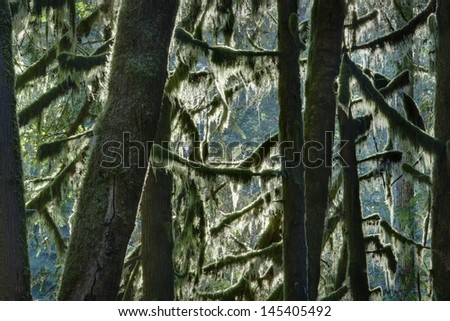 Moss Trees, Pacific Northwest. Trees covered in moss in a temperate rain forest in the Pacific Northwest.