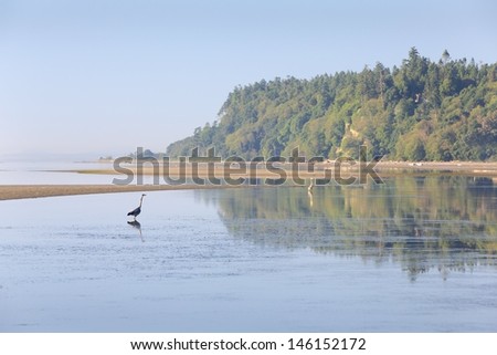 Point Roberts Dawn, Washington State. Herons feed in the shallow water of Boundary Bay at low tide in Point Roberts, Washington State, USA.