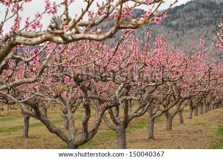 Peach Orchard Blossoms, Osoyoos. A peach orchard in Osoyoos full of blossoms in spring. Okanagan, British Columbia, Canada.