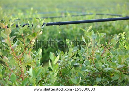 Drip Irrigation System, Blueberry Bushes. Water saving drip irrigation system being used in a Blueberry field.