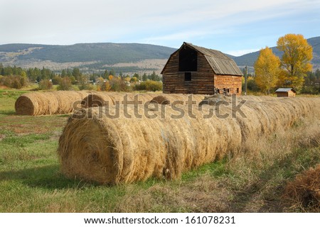 Barn and Baled Hay. Hay bales ready for winter in front of a rustic barn.