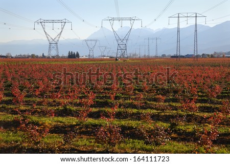 Electrical Transmission Towers and Lines. Electrical transmission towers with high voltage lines run through agricultural land in the Fraser Valley, British Columbia, Canada.
