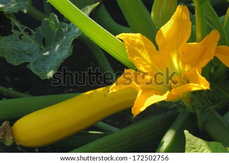Squash Blossom. A squash blossom with yellow a squash growing next to it.