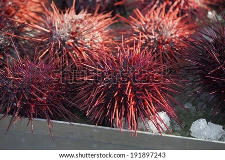 Pacific Northwest Sea Urchins. Live sea urchins for sale at a fish market in the Pacific Northwest.