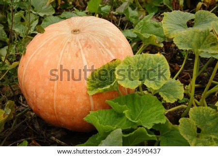 Large Ripe Pumpkin on the Vine. A large, ripe pumpkin in a pumpkin patch.