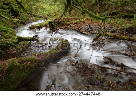 Rushing Rainforest Creek, Pacific Northwest. A rushing mountain stream in a Pacific Northwest rainforest. United States.
