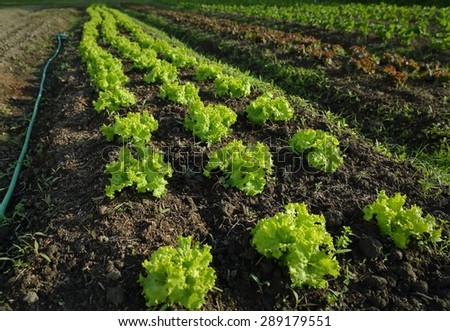 Market Garden Lettuce Growing. Rows of young lettuce growing in a market garden.